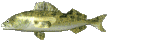 Bild "Verein:Zander_links.gif"